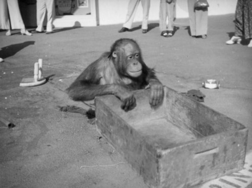 Orangutan with box at Monkey Island