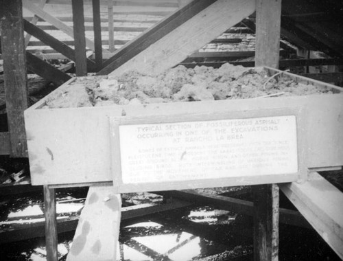 Box of fossils at the La Brea Tar Pits