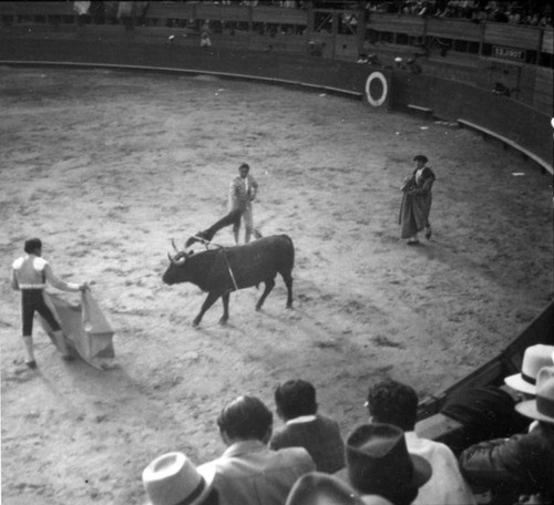 Here, toro, toro!, El Toreo de Tijuana