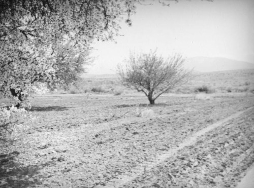 Orchard trees, Mojave Desert