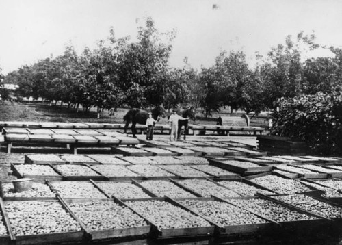 West Covina walnut crop