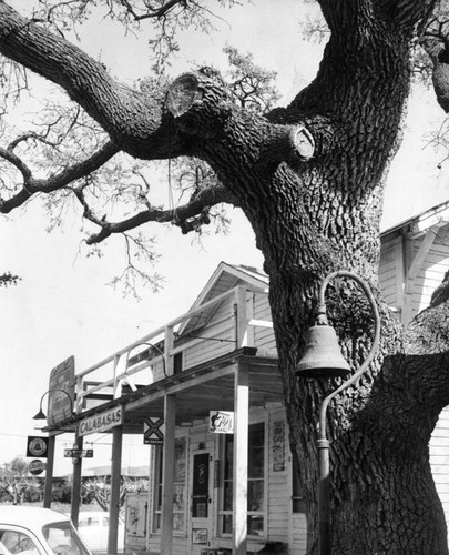 Famed hangman's tree