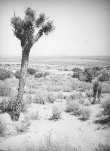 Joshua tree and scrub, Mojave Desert