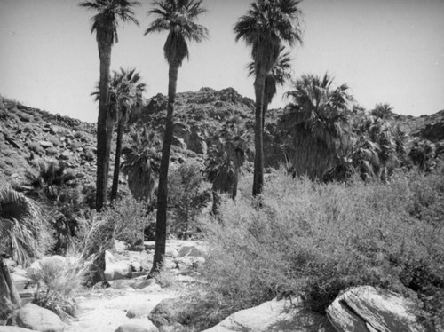 Palm Canyon area