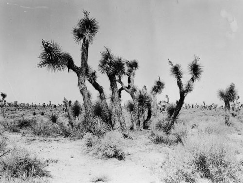 Joshua tree forest