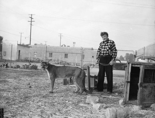 Man and mountain lion