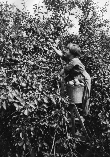 Picking pears