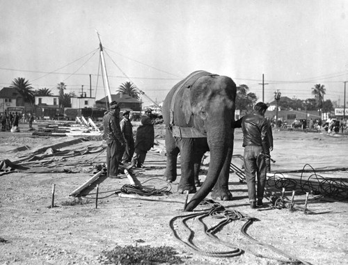 Circus elephants put to work