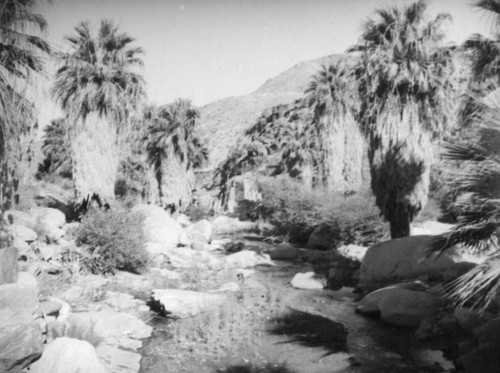 Palm Canyon area creek