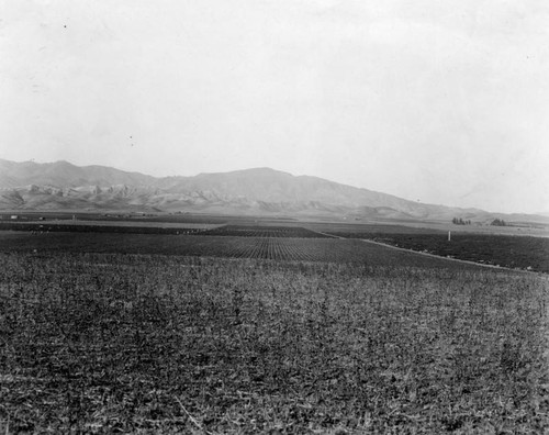 Agriculture in Woodland Hills