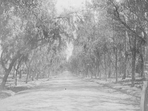 Lucky Baldwin's Ranch in Arcadia