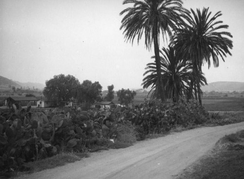 San Diego road, cacti and palm trees