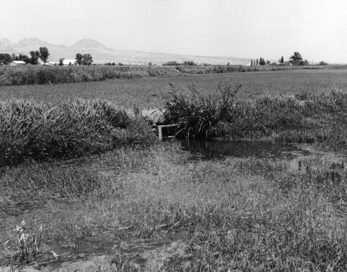 Irrigation water