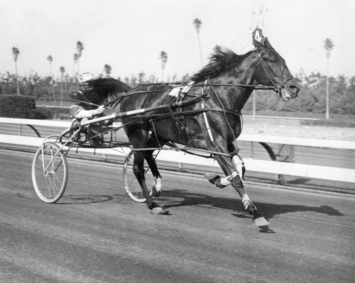 Joe O'Brien with Diamond Hal