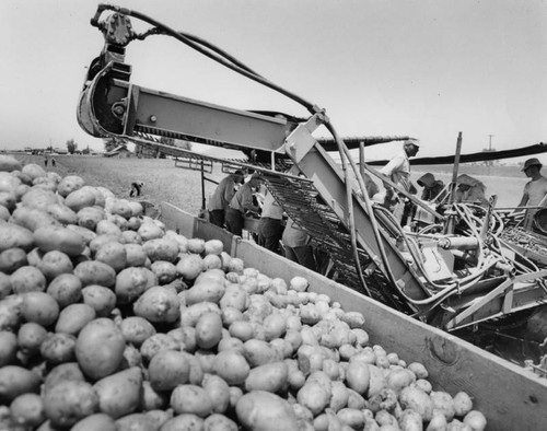 Harvesting potatoes