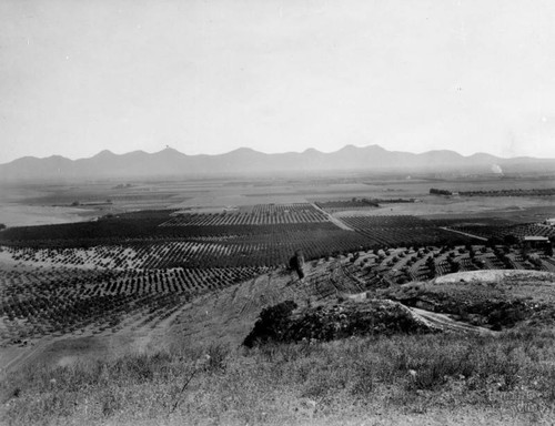 Fruit trees in the valley