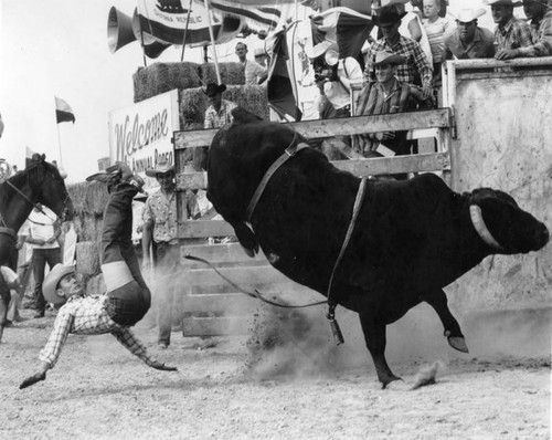 Bull and rider get ready for West Valley Rodeo