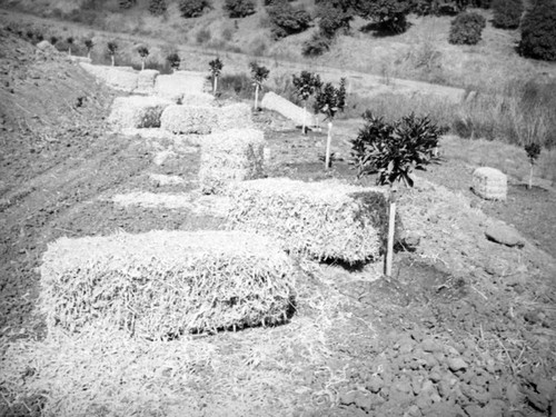 "Bean straw bales" and oranges