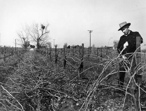 Pruning the vines