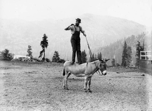 Man standing on donkey