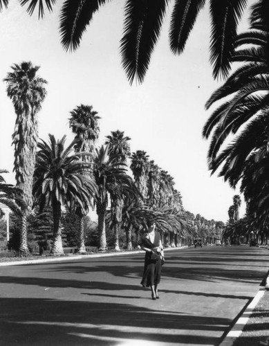 Palm-lined Beverly Hills street