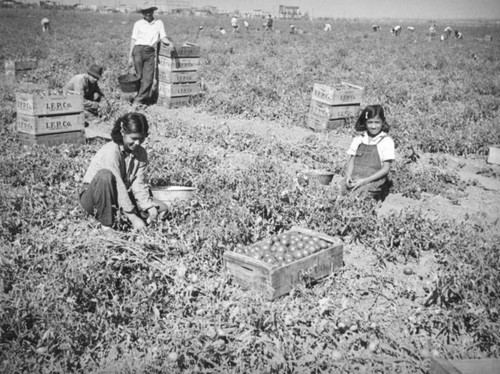 Family picking tomatoes