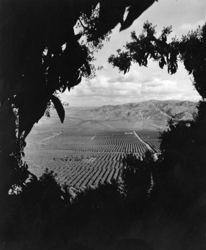 Birds-eye view of orange groves