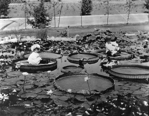 Bernheimer pond, Hollywood