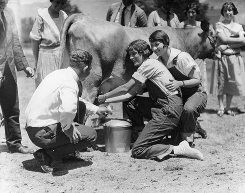 Cow milking competition