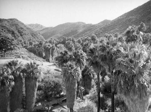 Palm Canyon area