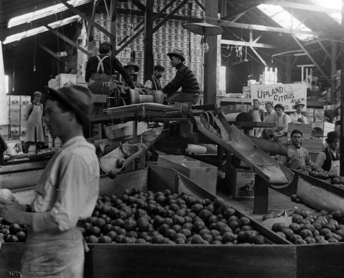 Citrus Fruit processing plant