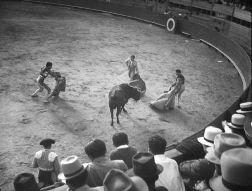 Here, toro, toro!, El Toreo de Tijuana