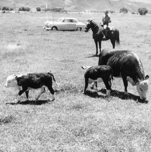 Dwarf calf born in Castaic