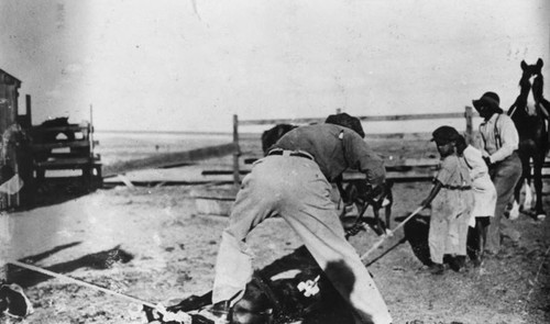 African Americans branding cattle