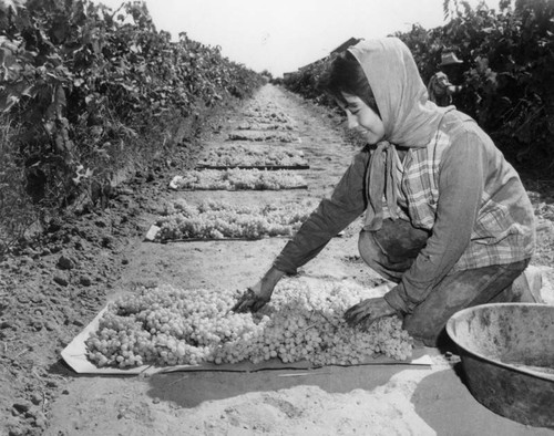 Putting out grapes to dry