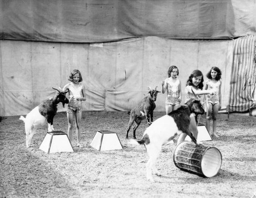 Juvenile performers with goats