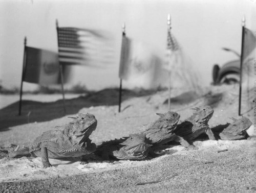 Horned toad races