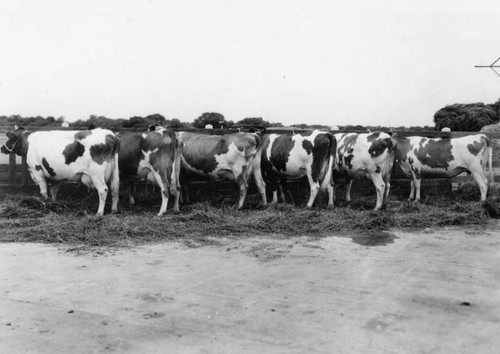 El Solyo Ranch cows