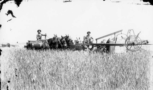 Harvesting wheat