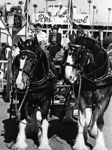 Clydesdales at the Rose Bowl