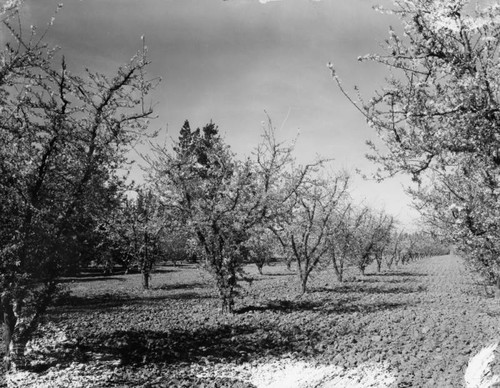 Fruit orchard