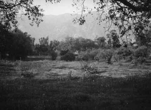 Field in Mint Canyon