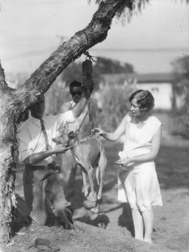 Whippet racing dogs, view 6