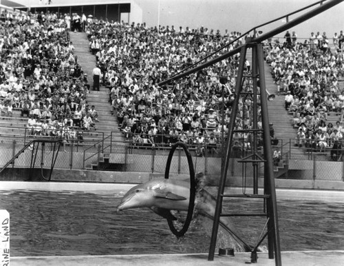 Porpoise show at Marineland