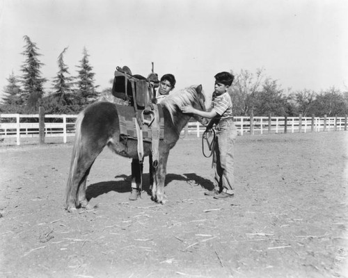 Saddling a pony