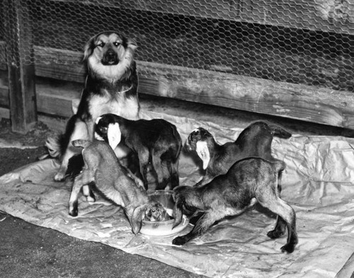 German Shepherd dog plays nursemaid to baby goats