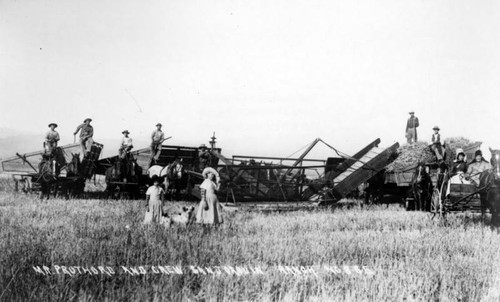 Cutting barley on Irvine Ranch