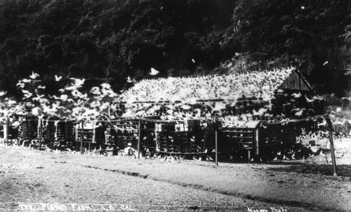 Pigeon farm in Elysian Park