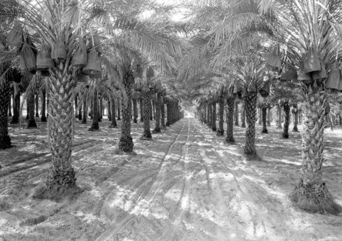 Date palms