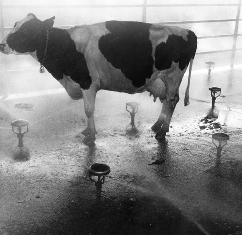 Cattle in milking center